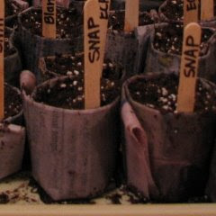 Close up photo of newspaper seed starting pots