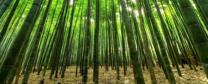 Miracle of Chinese bamboo tree