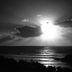 black and white gull sun rays