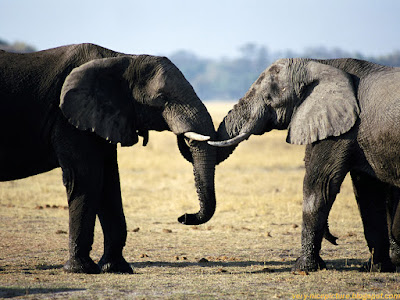 Pictures, and Wallpapers of Elephants that Captivate the Soul 1