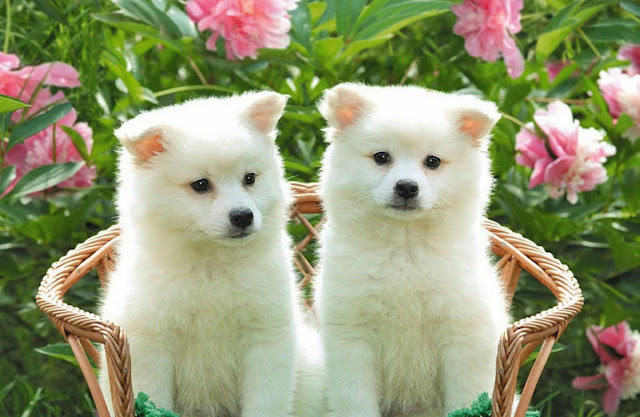 Cute Puppy HD Wallpaper Free