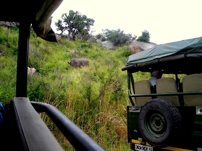 Kruger National Park, rhino, safari, safari vehicle, South Africa