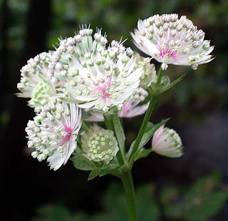 Astrancia  Flores hermosas del mundo