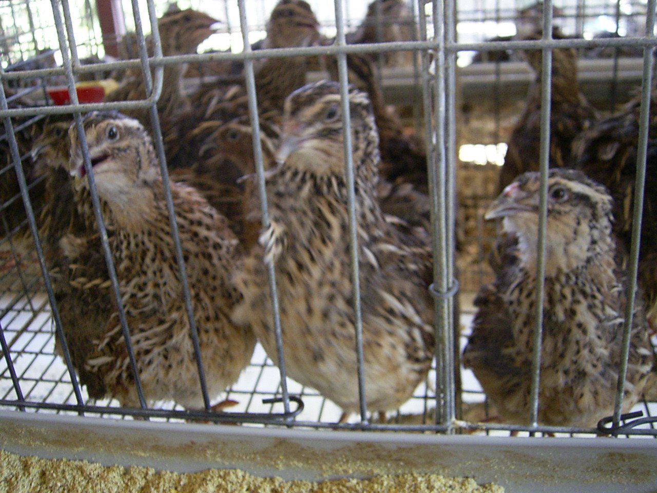 Persiapan Sebelum Ternak  Burung  Puyuh  Trend burung 