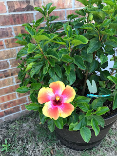 Emily's Hibiscus