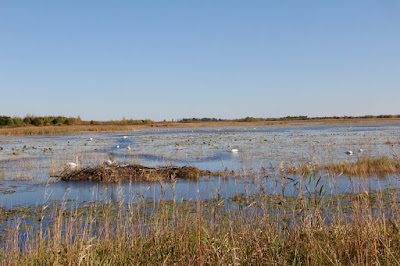 many swans feeding and loafing at Crex Meadows