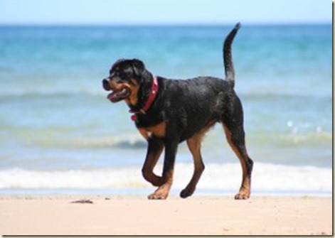 Jonas-rottweiler-praia-300x212