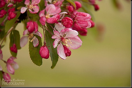 blom_20120520