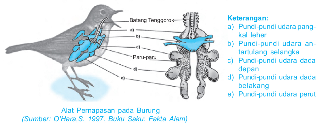 Laporan biologi Sistem  Organ Pada Hewan  Blog Kimia dan 