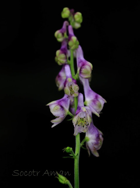 Aconitum fudjisanense