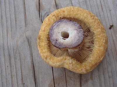 Lactarius repraesentaneus mleczaj żółtofioletowy