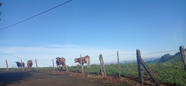 Vacas