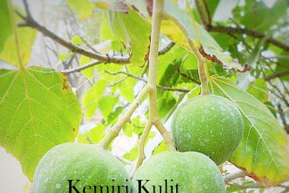 Tips-kesehatan-membuat-minyak-kemiri-dengan-metode-kemiri-dibakar#KEMIRI{Aleurites-moluccana}