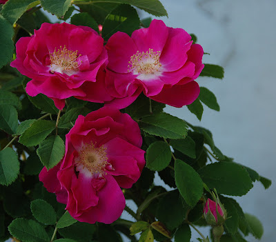 Rosa gallica officinalis