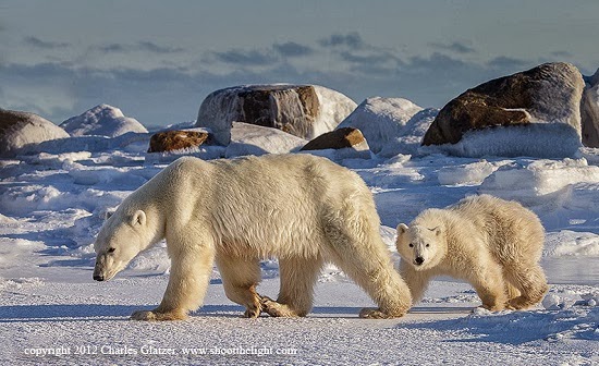 polar bears artic photographs