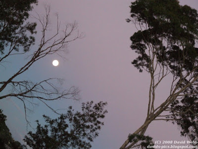 Tilted image of Two Gum Trees and the Moon at Twilight