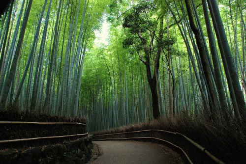 arashiyama bamboo 