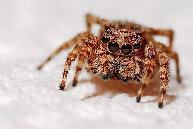 Considering a Spider as a Pet? Here's How to Prepare
