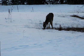 whitetail deer in snowy field