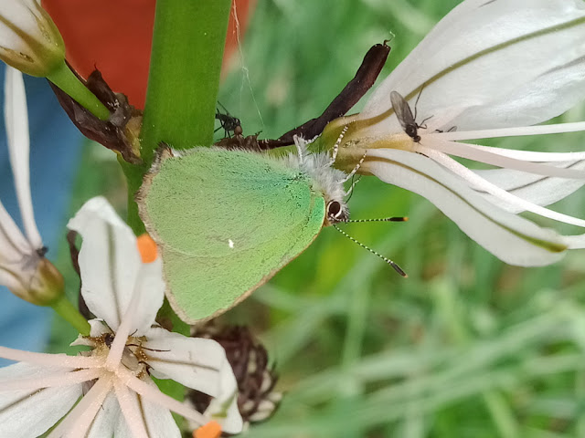 Green Hairstreak Callophrys rubi, Indre et Loire, France. Photo by Loire Valley Time Travel.
