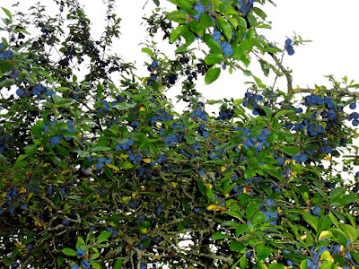 Wild-Damson-Tree-Identification-UK