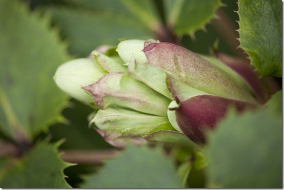 macro flowers03