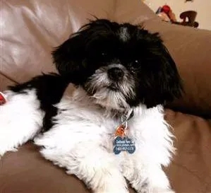 Shih Tzu preto e branco