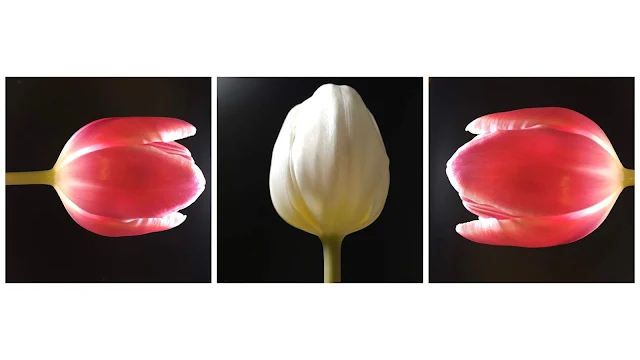 3 tulip flowers in a row at arty angles