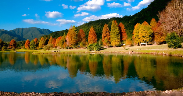 宜蘭員山蜊埤湖落羽松聳立在湖畔，湖光山色松林倒影浪漫就像幅畫