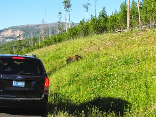 BrownBearontheRoadside-15-2014-07-26-21-11.jpg