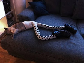 Funny cats - part 90 (40 pics + 10 gifs), cat sleeping wearing a fake legs and boots