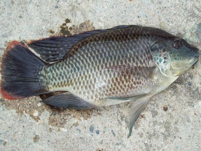  Gambar Ikan Mujair  yang Beda dari Ikan  Nila