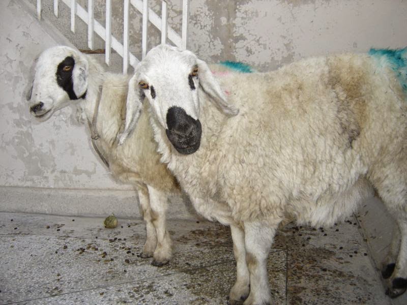 Bakra Mandi 2013,Eid ul Adha,Cow Qurbani,Camel Slaughter 