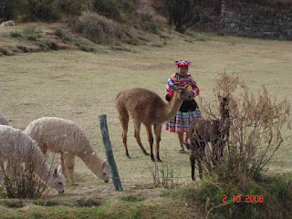 imagen de alpacas peruanas