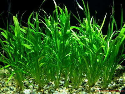 Vallisneria