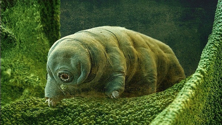 Bagaimana Tardigrada Hidup dan Berkembang Biak?