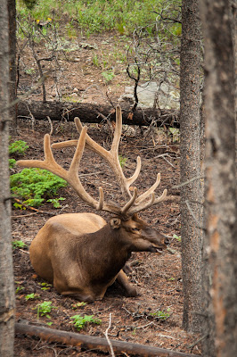 Bull Elk, Rocky Mountain National Park