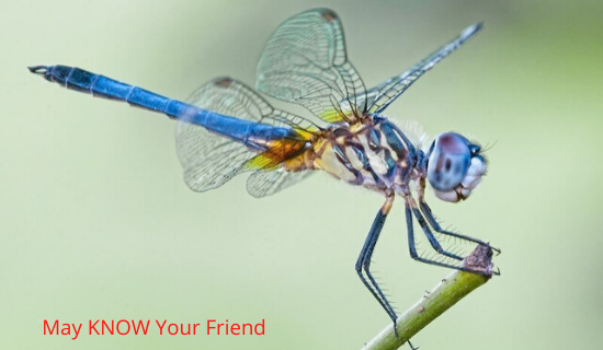  Plants That Attract Dragonflies to Eat Mosquitos in Your Environment