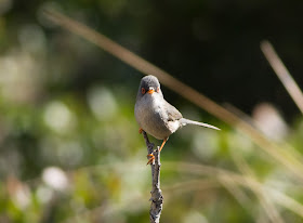 Balearic Warbler - Boquer Valley, Mallorca