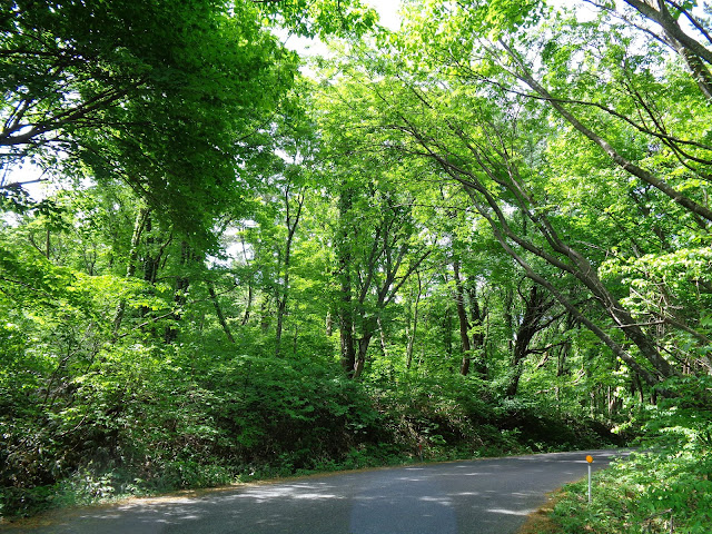 大山環状道路を帰ります