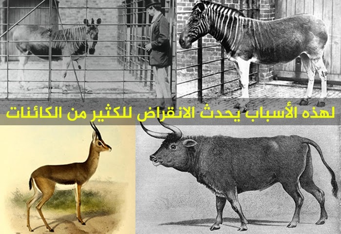 لهذه الأسباب يحدث الانقراض للكثير من الكائنات