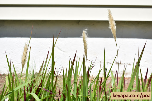 Imperata Cylindrica 'Red Baron' (Japanese Blood Grass)