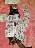 ferret rolling around 100 dollar bills playing rich weasel funny cute pets Colorado