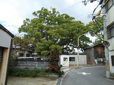 三島神社の薫蓋樟