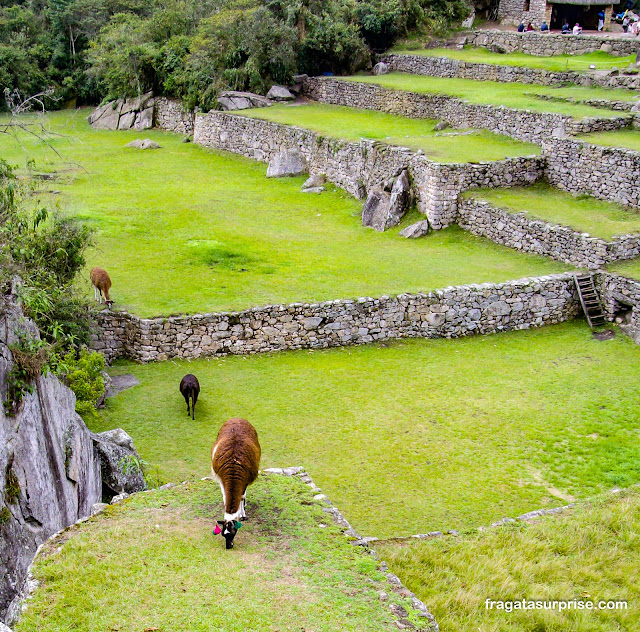 Lhamas pastando em Machu Picchu