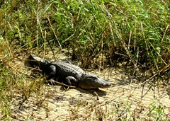 1602247 Feb 24 Gator By The Water