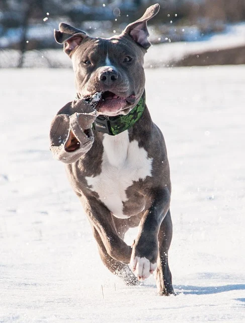 Giống chó Pitbull Terrier