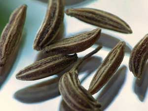 caraway seed fruit herb to stimulate