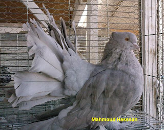 Fan tail pigeons for sale american fantails