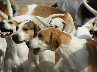 Pack of hounds